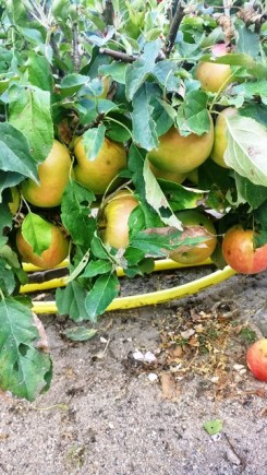 Apples grown just above ground height - genius!